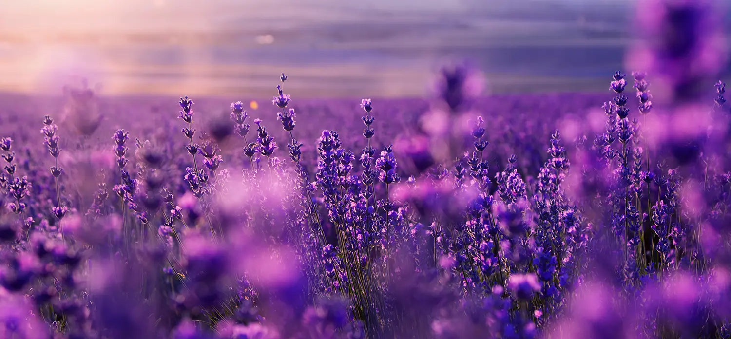 Blick_auf_ein_Lavendelfeld_mit_violetten_Blueten